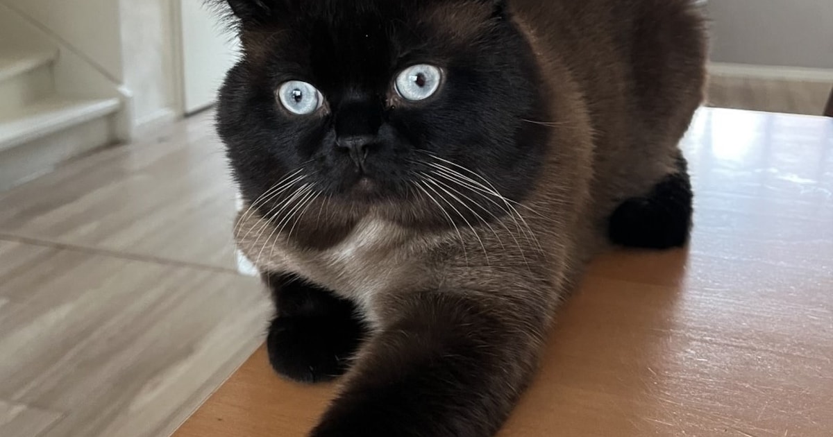 Heb jij Coco gezien? Dit huisdier wordt in Blaricum vermist