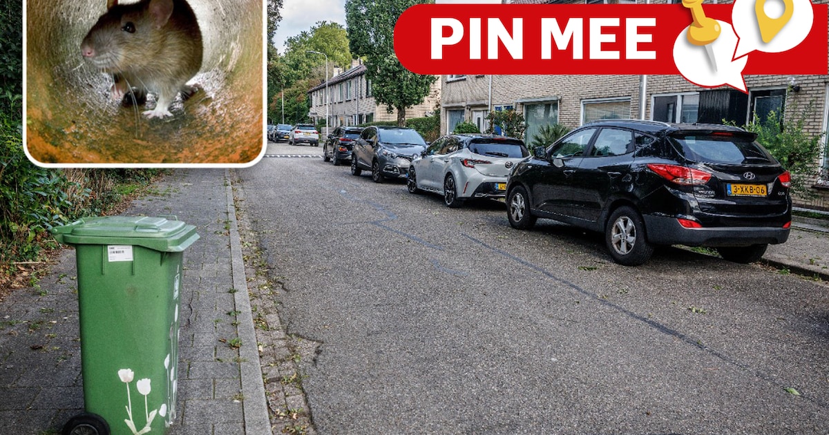 Zijn er nog meer rattenplagen in IJsselstein?
