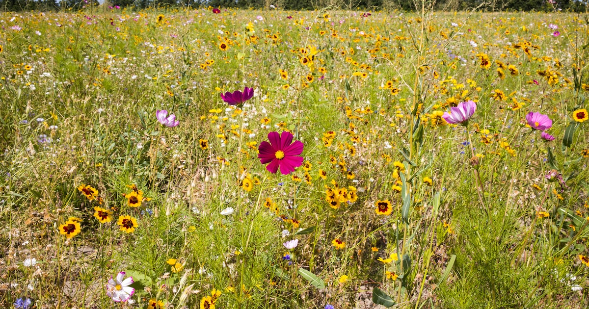 Alles over biodiversiteit bij middag vol workshops en presentaties in bibliotheek Beverwijk