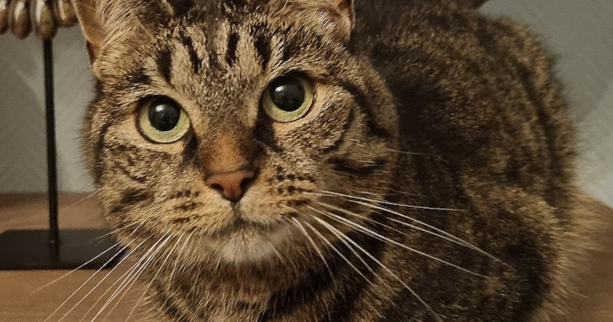 Heb jij Diva gezien? Dit huisdier wordt in IJsselstein vermist