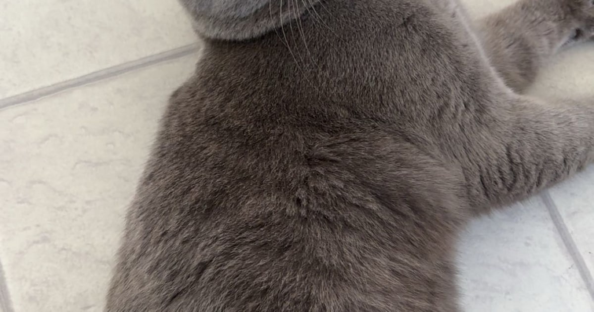 Heb jij Merlin gezien? Dit huisdier wordt in Lansingerland vermist