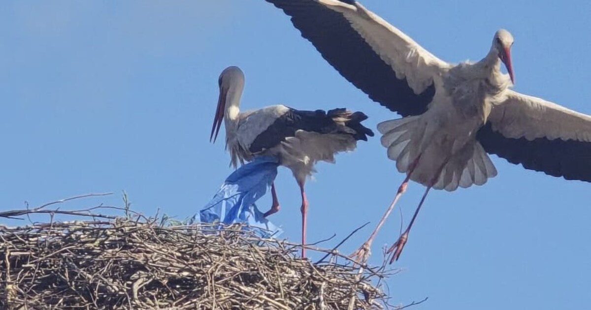 Ooievaar verstrikt in boodschappentas op nest in Groot-Ammers, jongen naar opvang gebracht | Molenla
