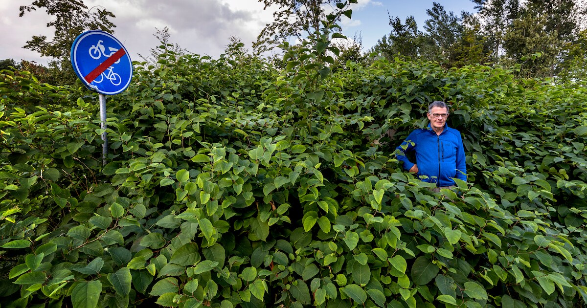 Strijd tegen onoverwinnelijk onkruid wordt uitgevochten in de Hoeve: Japanse duizendknoop is begrave