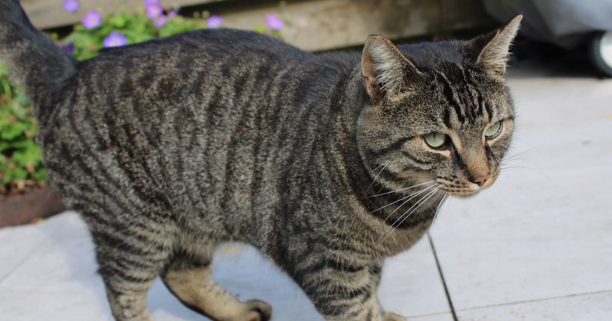 Heb jij Kate, Bella of Zeus gezien? Deze drie huisdieren worden in Gorinchem vermist
