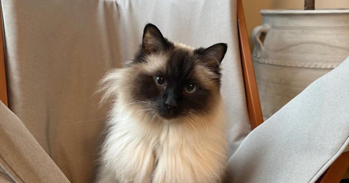 Heb jij Puk gezien? Deze twee huisdieren worden in De Ronde Venen vermist