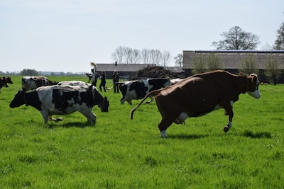 Koeiendans in Woerden: op deze dag mogen de koeien naar buiten