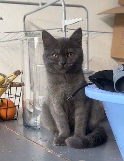 Heb jij Milou gezien? Dit huisdier wordt in Oss vermist