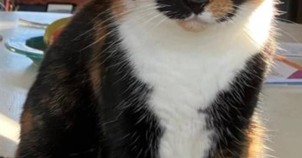Heb jij Polly of Spijkertje gezien? Deze twee huisdieren worden in Heemstede vermist