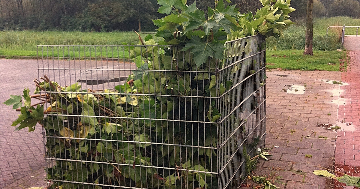 Bladkorven staan weer verspreid door Nieuwegein