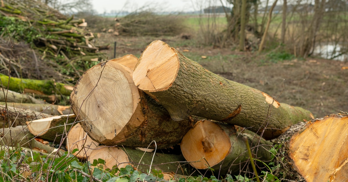 HDSR kapt bomen voor oeverwerk langs Hollandsche IJssel bij Montfoort