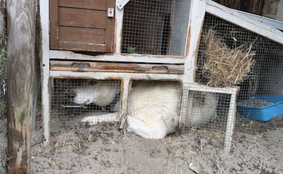 Husky laat zich leiden door jachtinstinct en springt konijnenhok binnen