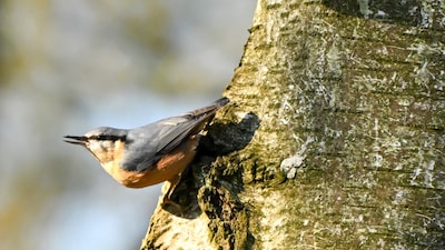 Leer vogels herkennen: cursus voor beginners in Valkenswaard