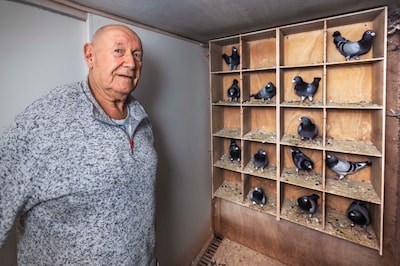 Steenmarter richt bloedbad aan bij duivenmelker Piet: ‘Van de 65 duifjes hebben maar 14 het overleefd’