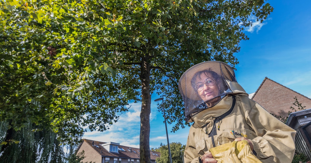 Imker Ineke (72) speurde jarenlang naar Aziatische hoornaars die haar bijen vermoordden, maar stopt 