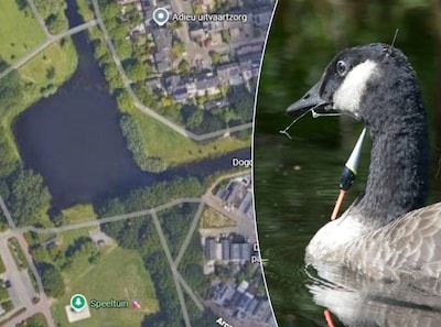 Dobber boort zich door kop van wilde gans, beestje laat zich niet vangen