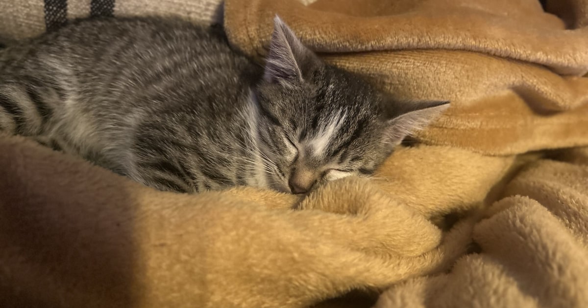 Heb jij Loki gezien? Dit huisdier wordt in Nieuwegein vermist