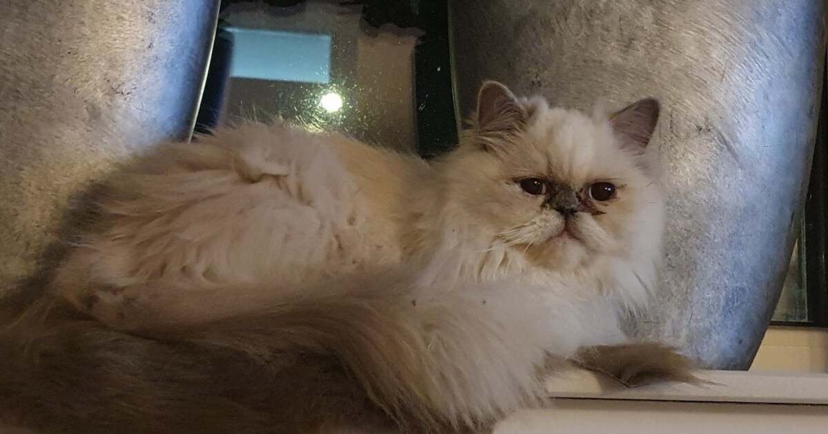 Heb jij Odin, Koos of Sissi gezien? Deze drie huisdieren worden in Koggenland vermist