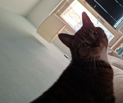 Heb jij Puck of Kitty gezien? Deze twee huisdieren worden in Veenendaal vermist