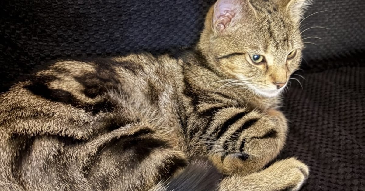 Heb jij Lucky gezien? Dit huisdier wordt in Stadskanaal vermist