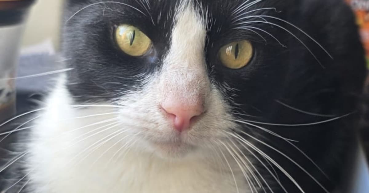 Heb jij Gijs of Toby gezien? Deze twee huisdieren worden in Coevorden vermist