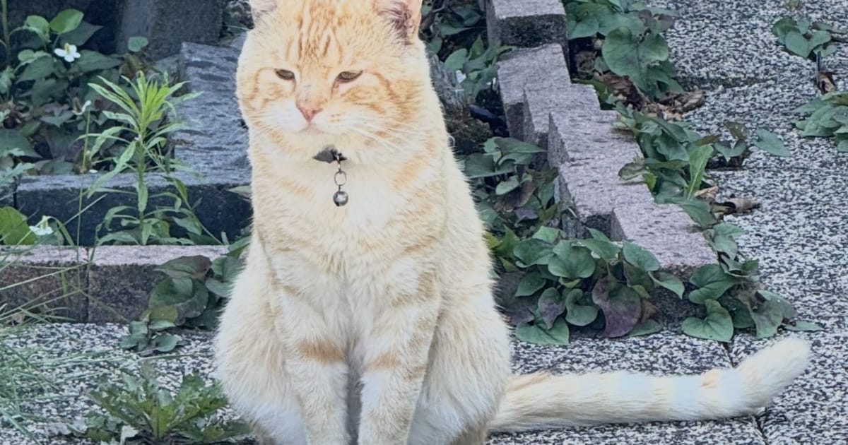 Heb jij Mylo gezien? Dit huisdier wordt in Barneveld vermist