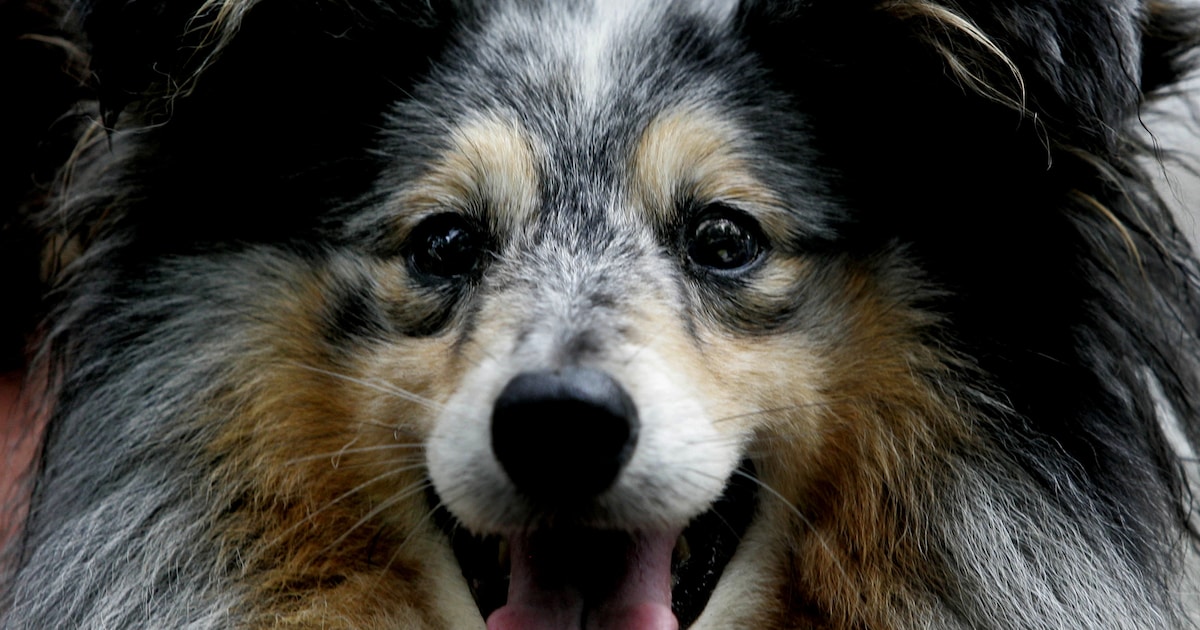 Controleurs Legitiem starten in Beesel met hondenbelasting-controle