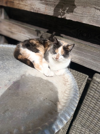 Heb jij Nino, Jack of Maus gezien? Deze 11 huisdieren worden in Zwolle vermist