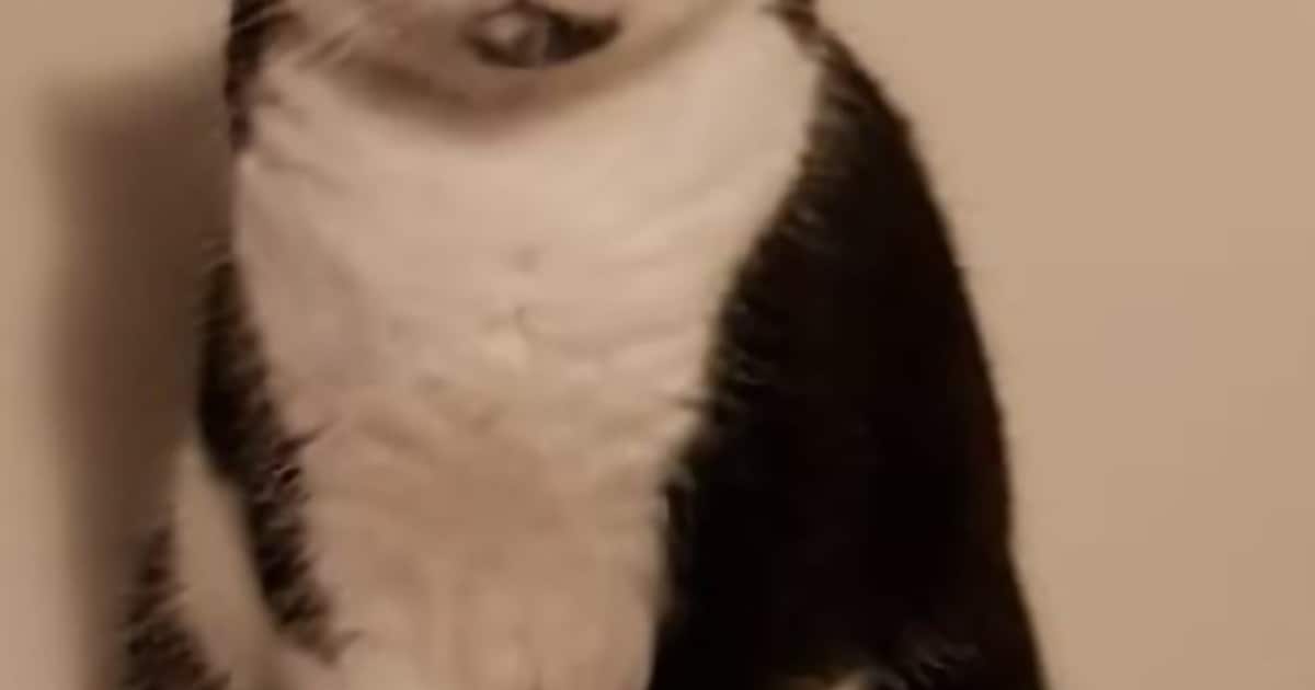 Heb jij Figo, Gaia of Luna gezien? Deze vijf huisdieren worden in Ridderkerk vermist