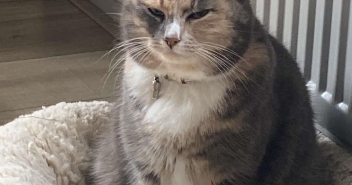 Heb jij Mipi gezien? Dit huisdier wordt in Soest vermist