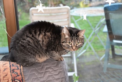 Heb jij Homie, Oskar of Monster gezien? Deze acht huisdieren worden in Zoetermeer vermist