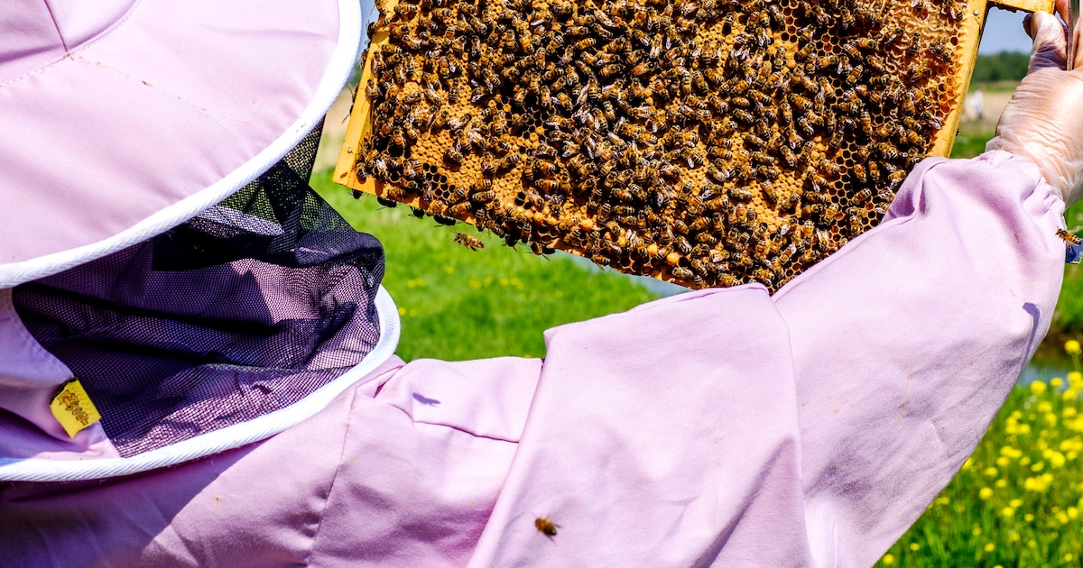 Bijenhouders houden open dag met demonstraties in Deurne