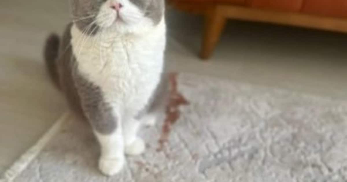 Heb jij Mandy, Mimi of Sok gezien? Deze negen huisdieren worden in Heerlen vermist