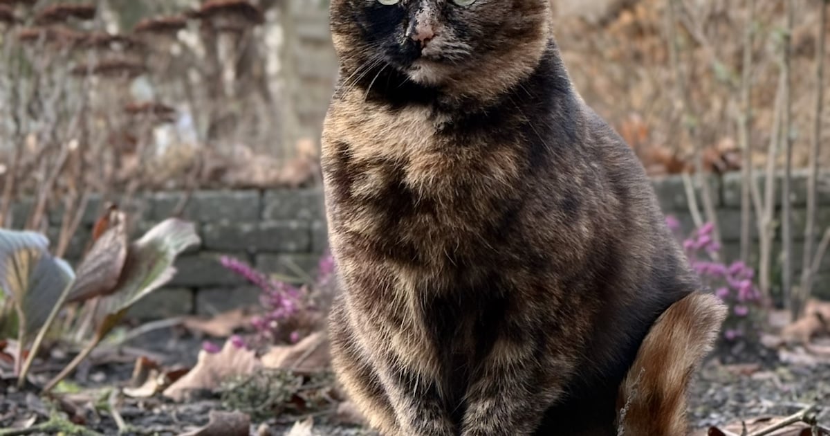 Heb jij Evie gezien? Dit huisdier wordt in Oldambt vermist