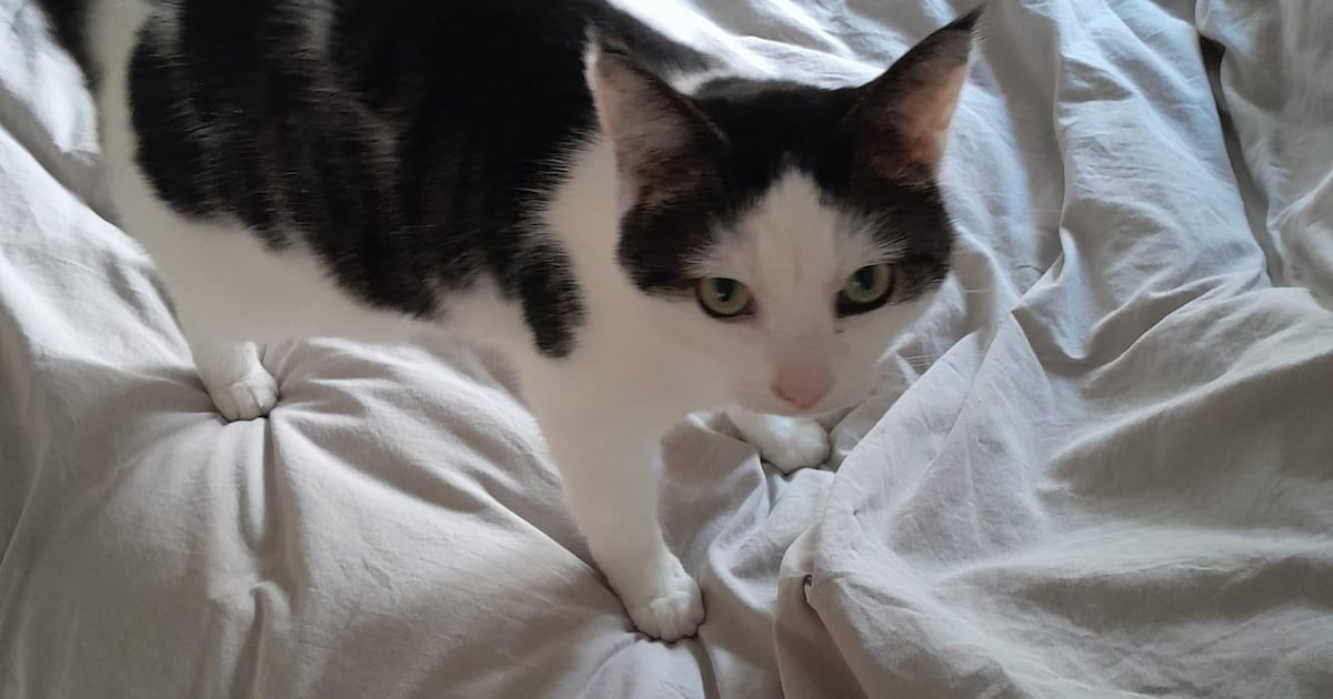 Heb jij Puk, Tijger of Kowalski gezien? Deze vier huisdieren worden in Utrecht vermist