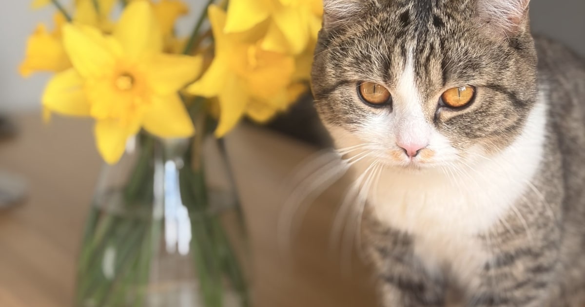 Heb jij Doris, Jackie of Martje gezien? Deze drie huisdieren worden in Hulst vermist