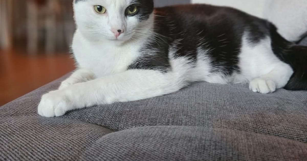 Heb jij Storm, Tinky of Buddy gezien? Deze vijf huisdieren worden in Purmerend vermist