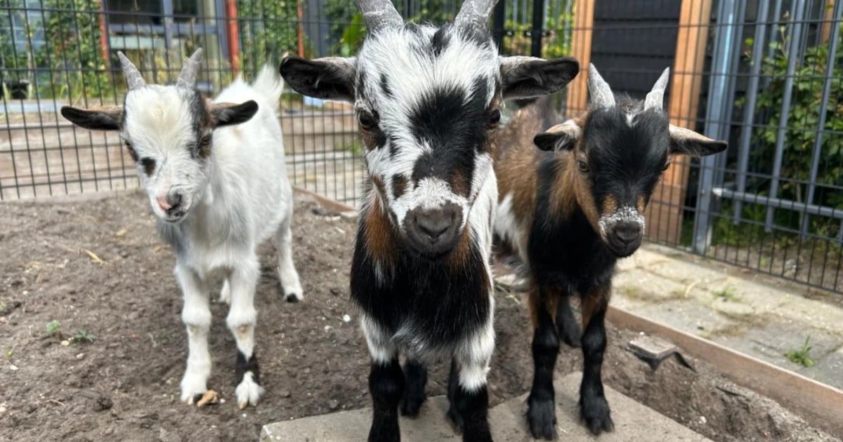 Dierenweide in Nieuwe Pekela houdt open dag
