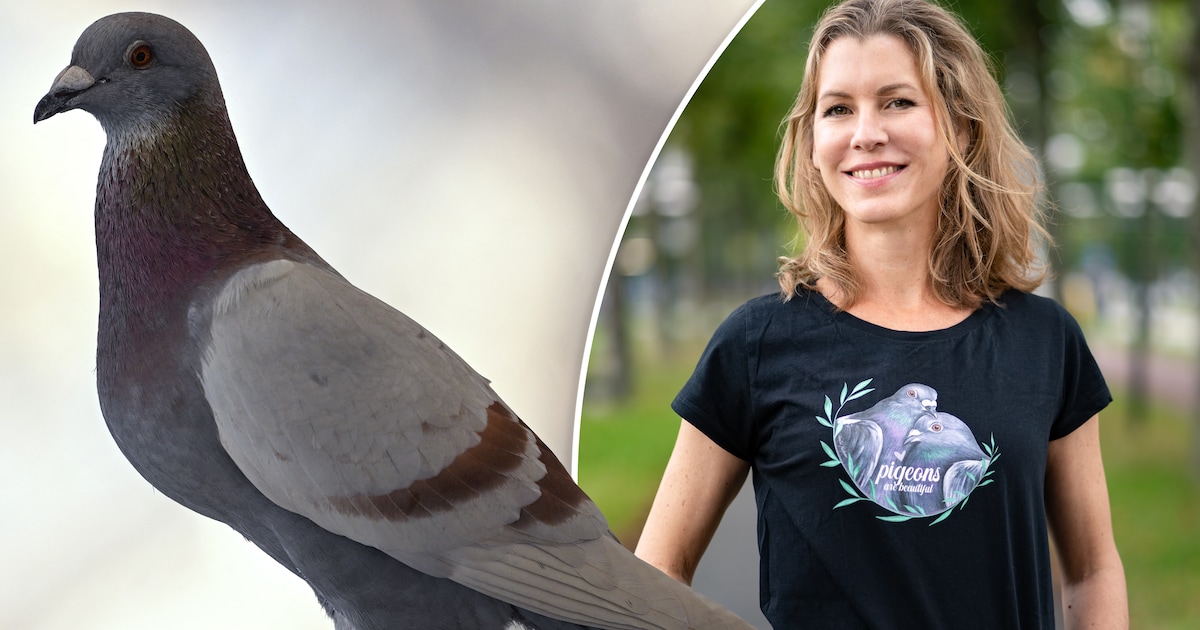 Gedragsbioloog over ‘gehate’ stadsduif: ‘Die verdient meer dan gifgas’