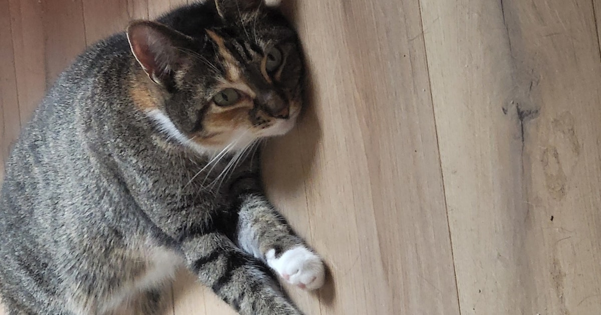 Heb jij Pip of Apaché gezien? Deze twee huisdieren worden in Twenterand vermist