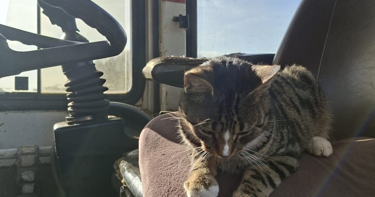 Heb jij Streepje gezien? Dit huisdier wordt in Bunschoten-Spakenburg vermist