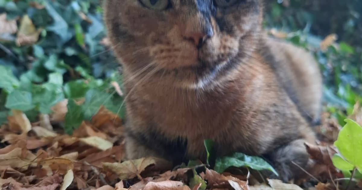 Heb jij Ella gezien? Dit huisdier wordt in Aalsmeer vermist