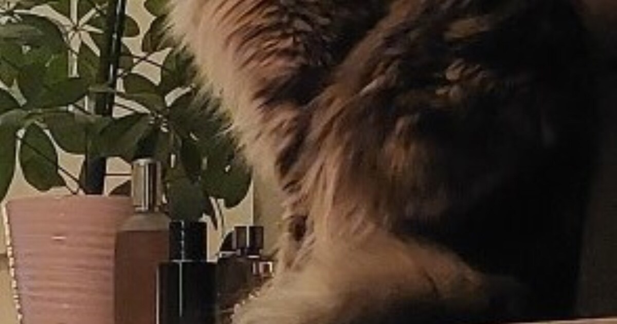 Heb jij Piep of Billie gezien? Deze twee huisdieren worden in Leiden vermist