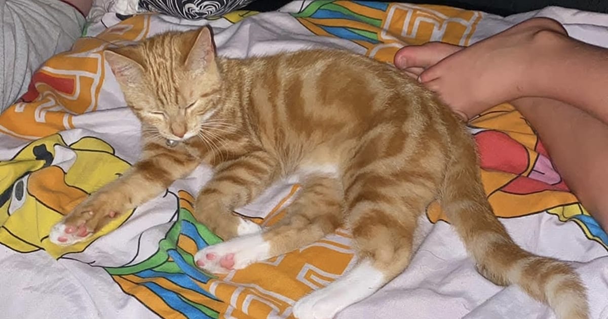 Heb jij Dexter of Siempie gezien? Deze twee huisdieren worden in Oldambt vermist