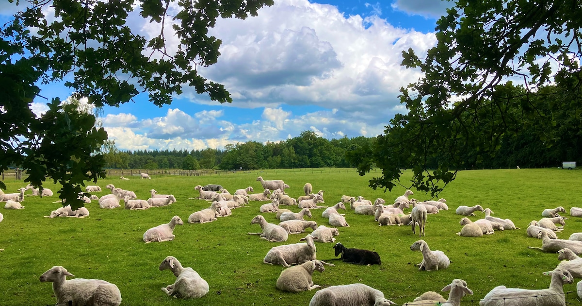 Waterschap Friesland verbiedt vee op polderdijken door droogte