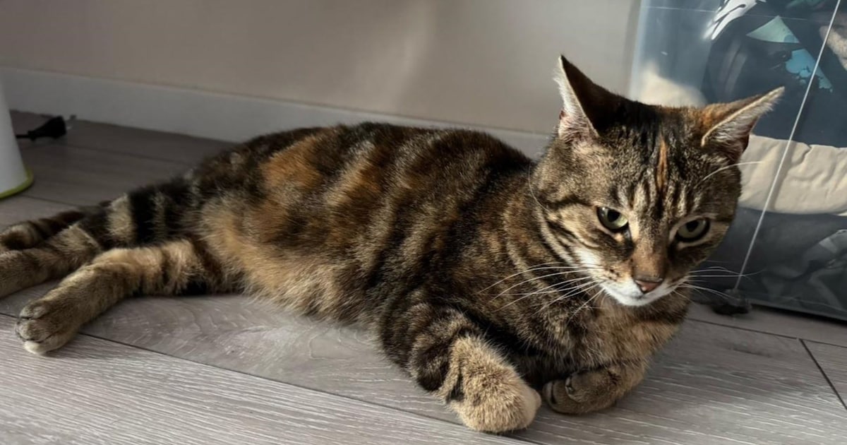 Heb jij Brownie gezien? Dit huisdier wordt in Sluis vermist