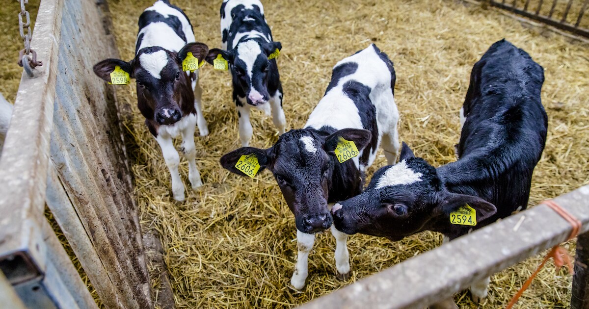 Burgum organiseert bijeenkomst over dierenwelzijn en agroforestry