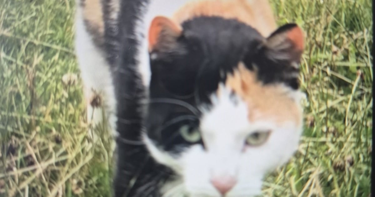 Heb jij Mies gezien? Dit huisdier wordt in Borger-Odoorn vermist