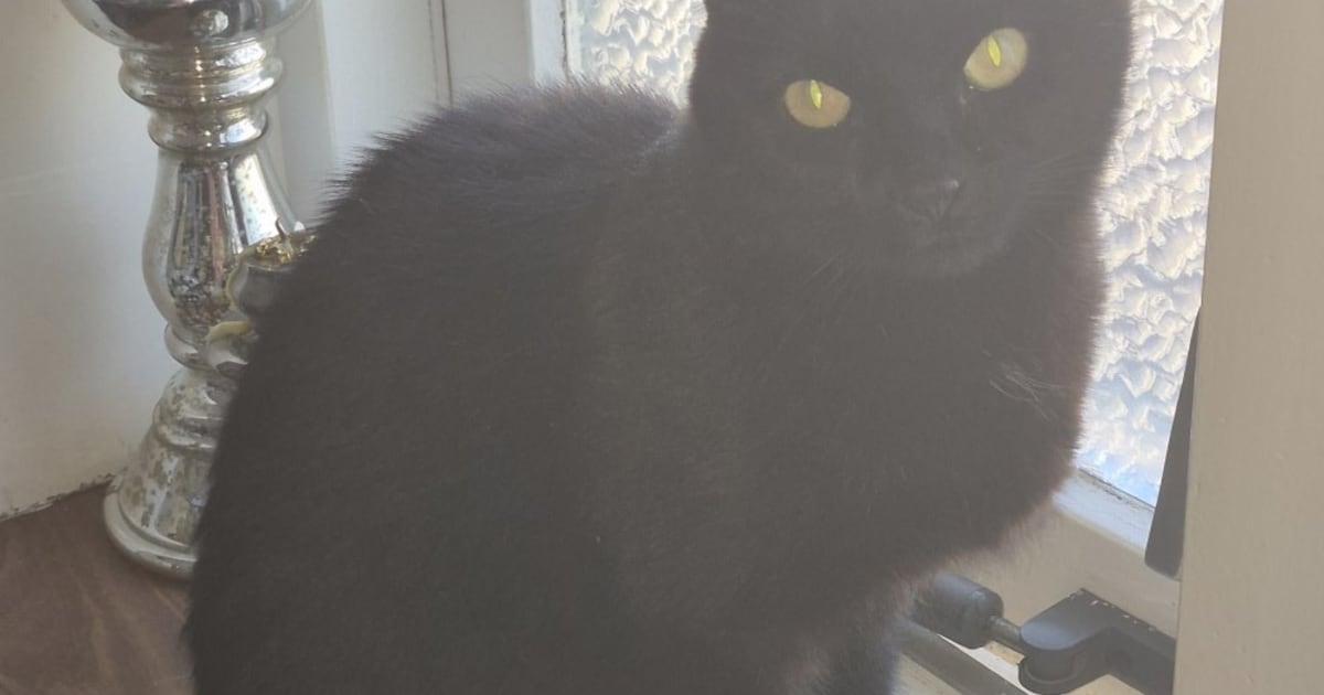 Heb jij Kip, Boeffie of Greyson gezien? Deze drie huisdieren worden in Den Helder vermist