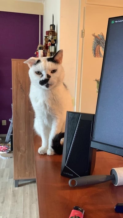 Heb jij Whiskey gezien? Dit huisdier wordt in Arnhem vermist