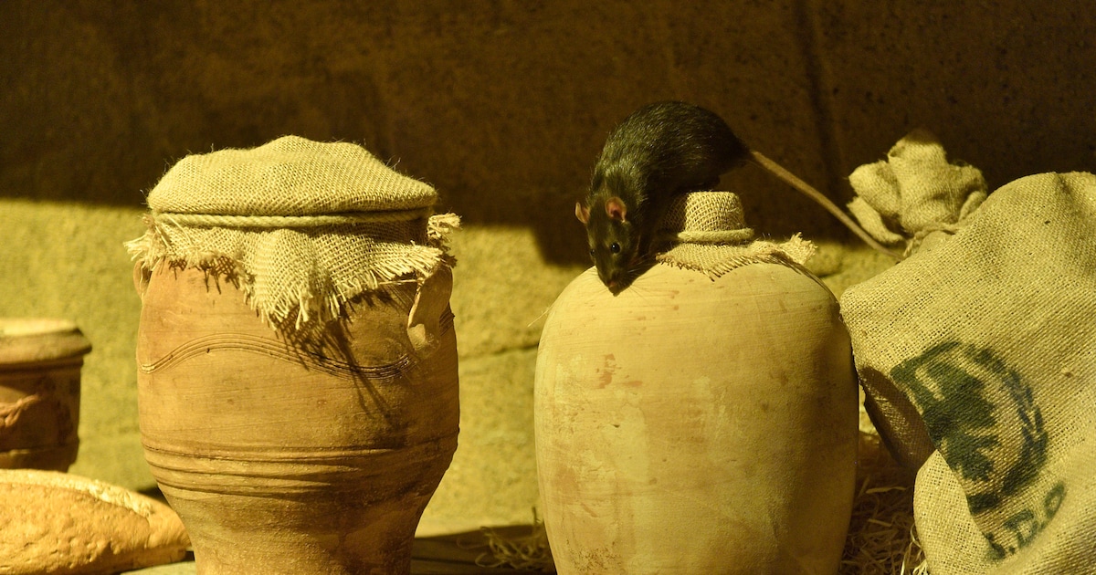 Slecht imago van ratten is onterecht volgens DierenPark Amersfoort die een nieuw verblijf voor deze 